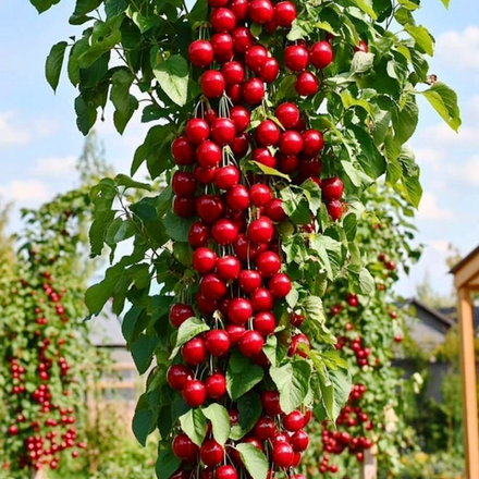 Черешня колоновидная Хелена
