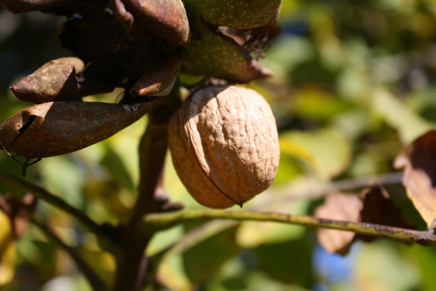 Полезные свойства перегородок грецкого ореха: от каких болезней могут помочь