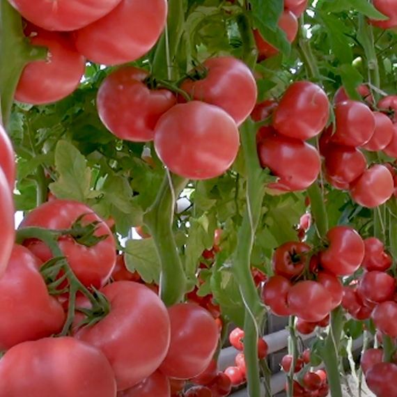 ПИНК ГАРАНТ F1 семена томата (Sakata | Alexagro)