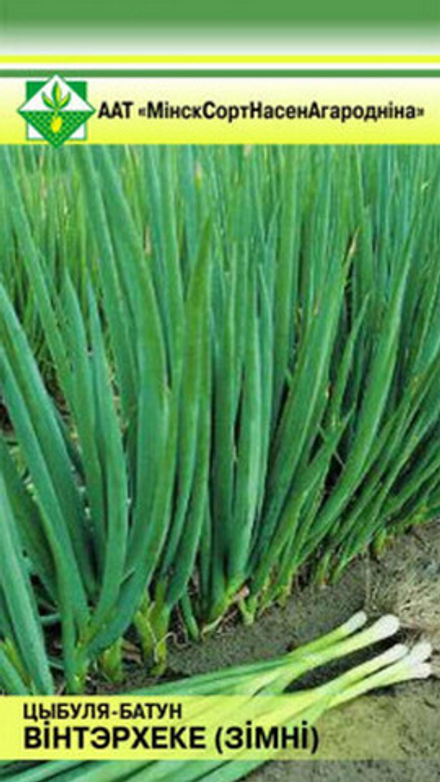 Лук-батун "Винтерхеке" 0.5г