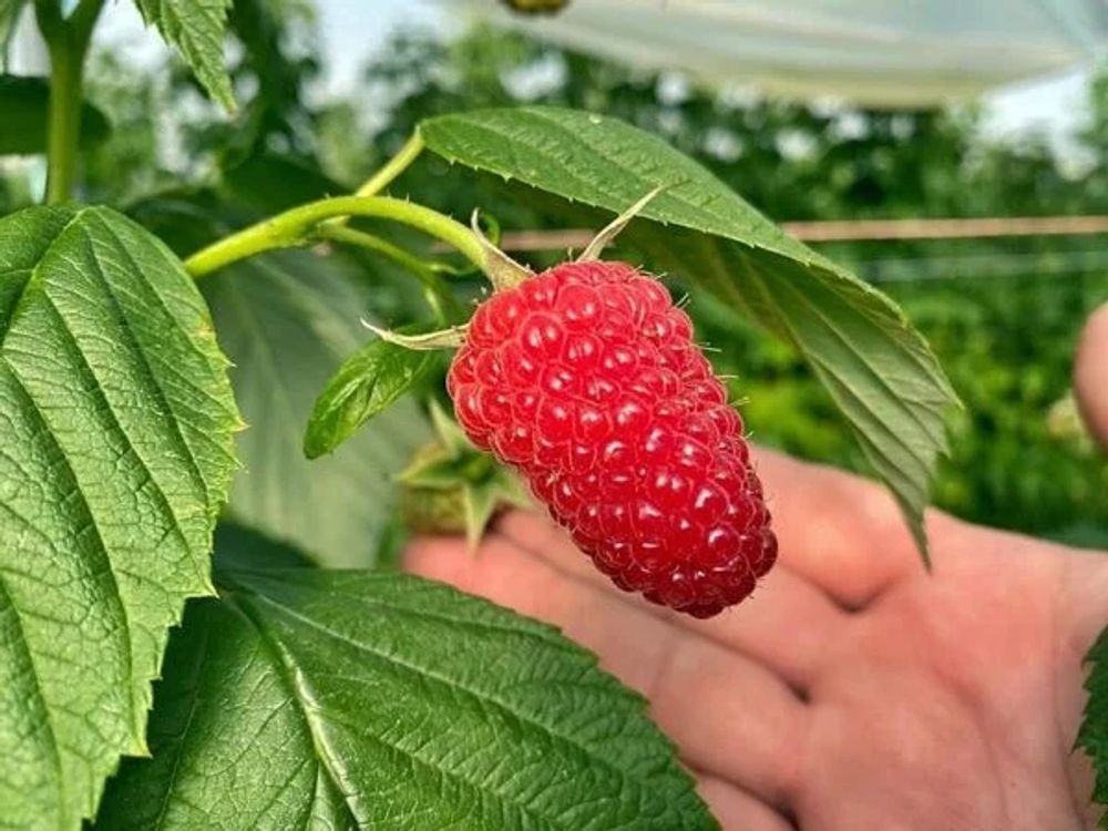 Малина ремонтантная Мапема