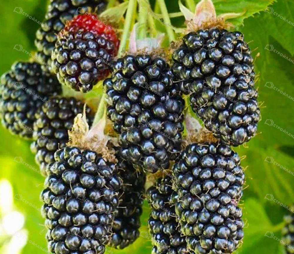 Ежевика Блэк Бьюти