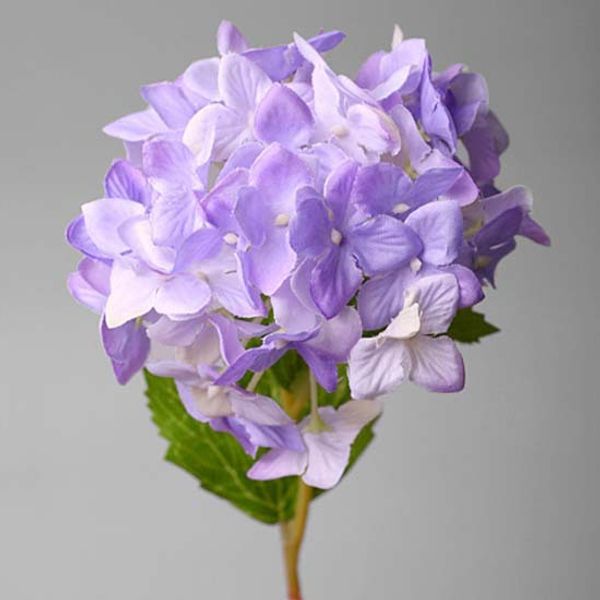 Гортензия Фиолетовая Срезка Купить В Спб