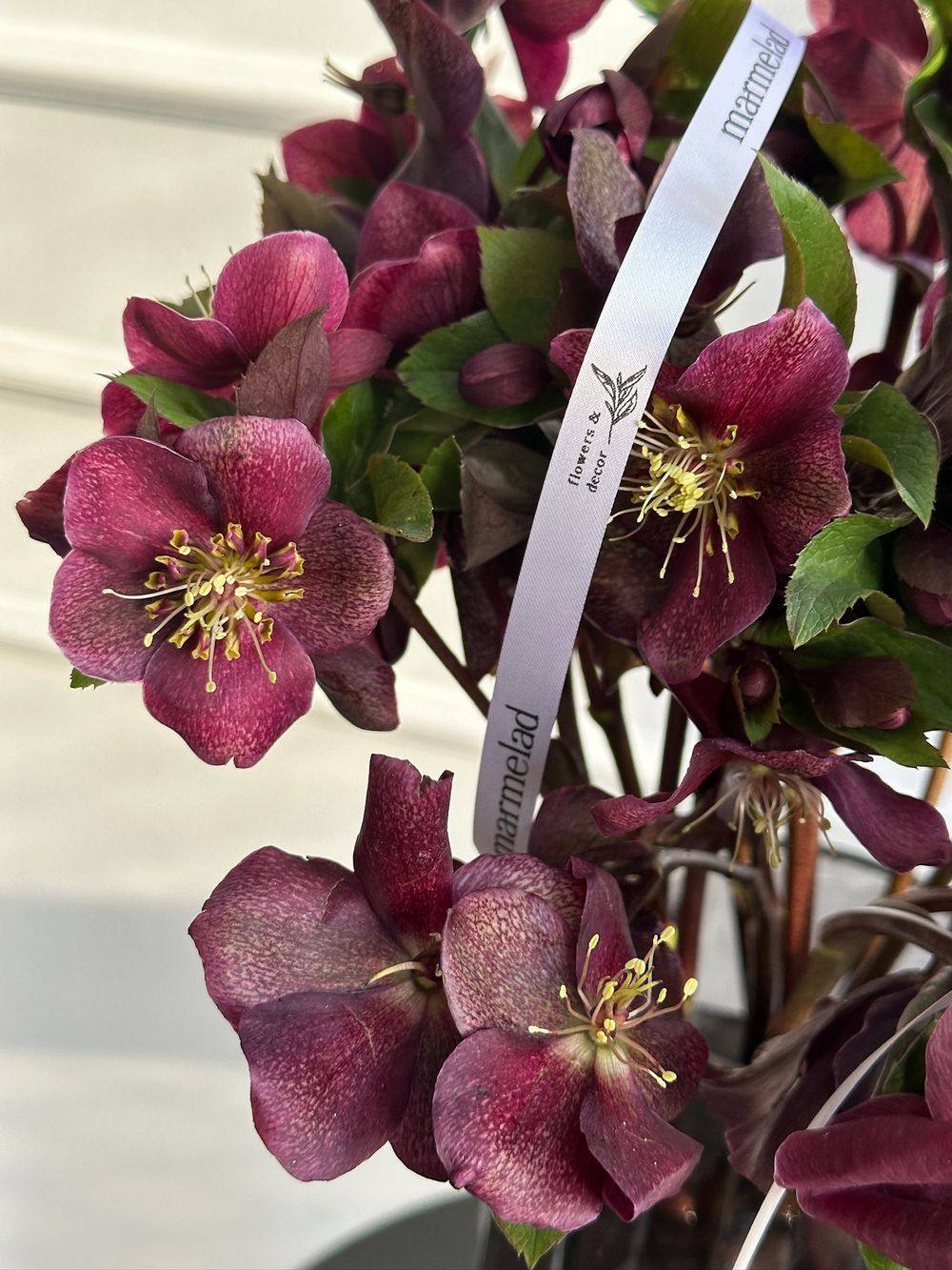 Хелеборус бордовый