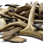 Рога оленя нарезанные ветвистые (100 г.)