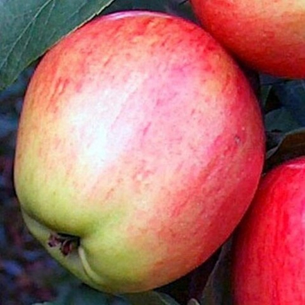 Яблоня Аркадик