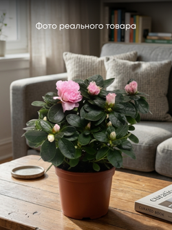 Азалия M Troch д.10 СП