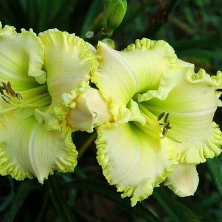 Лилейник Грин Мистик