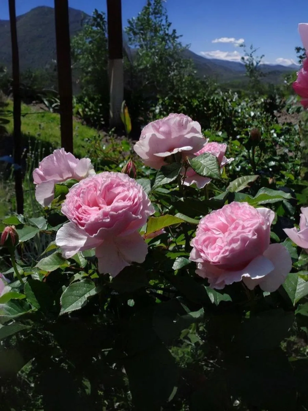 Роза флорибунда Гартентрауме