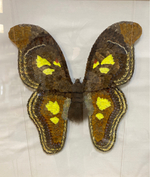 Бабочка-павлиноглазка