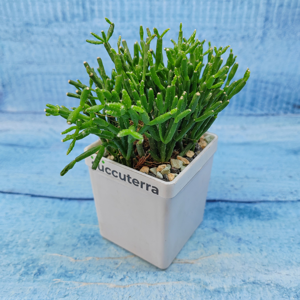 Rhipsalis Cereuscula (Рипсалис)