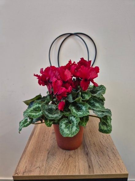 Цикламен Персидский в ассортименте