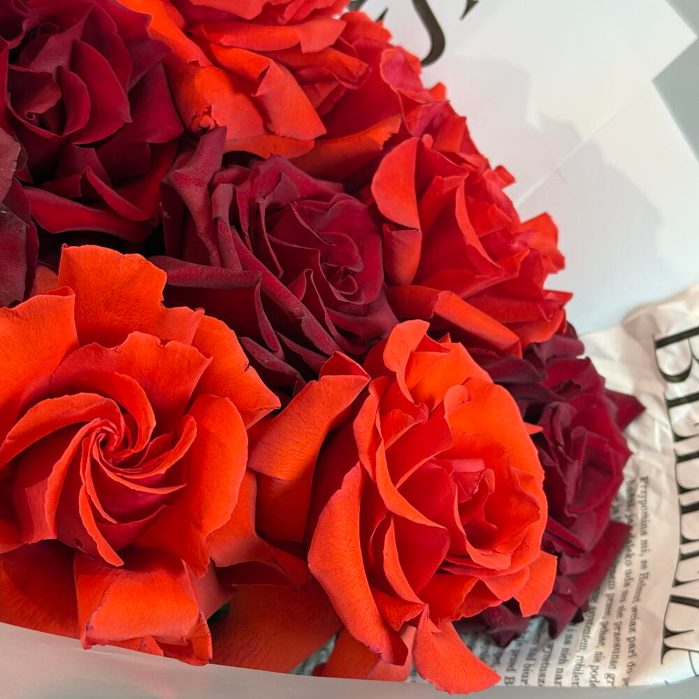 «Алый дуэт» букет с французскими розами Нина и Эксплорер