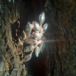 Кольцо ВЕТОЧКА-2, серебро/перламутр