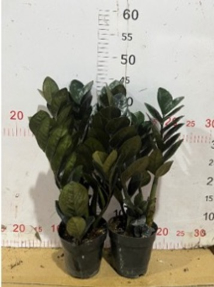 Замиокулькас Black Raven д. 11