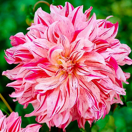 Георгина Бристол Страйп 1шт