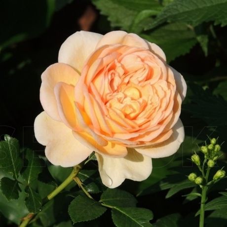 Фелида (Felidae)