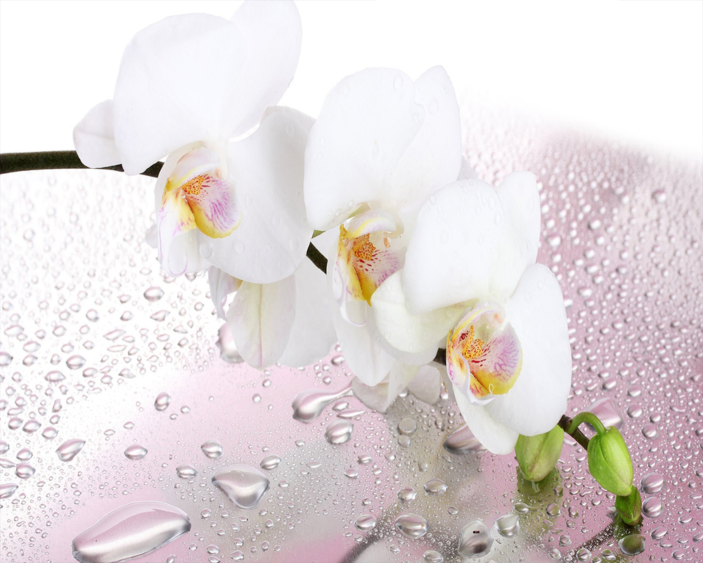 Белая орхидея