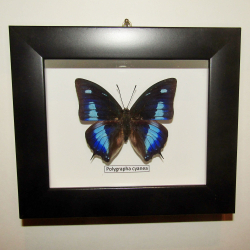 Бабочка Polygrapha cyanea рамке