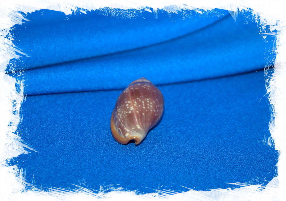 Волюта глабелла