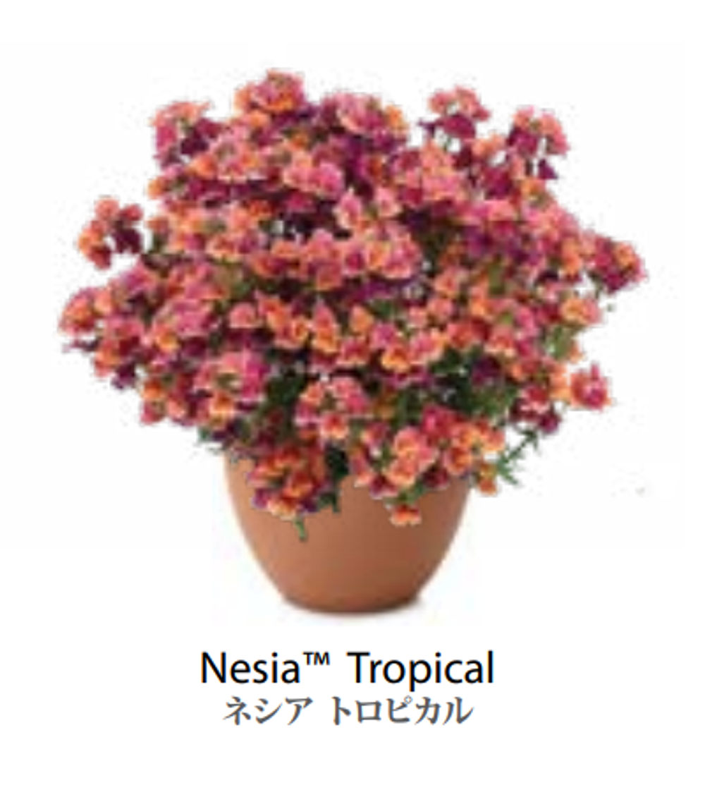 ЕВРО Немезия Nesia Tropical укорененный ЕВРО черенок НАЧАЛО ЯНВАРЯ поставка 5