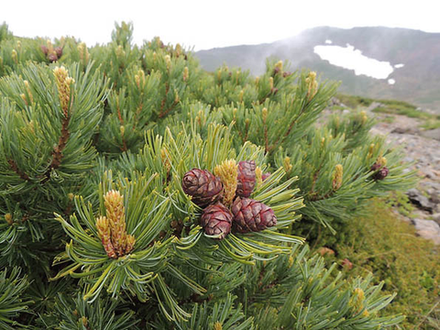 Кедровый стланик