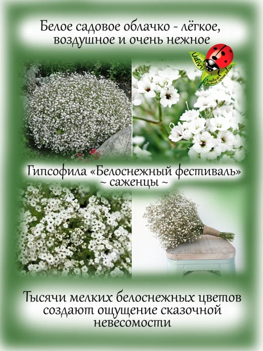 Гипсофила Белоснежный фестиваль Уайт Фестивал не махровая