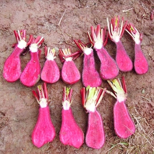 Сычуаньская красная редька лоба Фулин - 四川红心萝卜 - Sìchuān hóngxīn luóbo