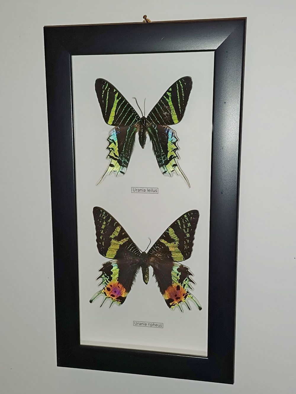 Бабочки Urania ripheus, Urania leilus