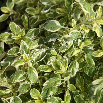 Душица Вариегата (горшок 1.2л)