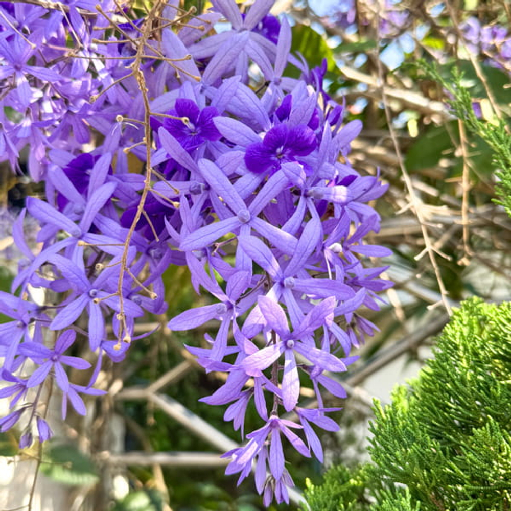 Петрея вьющаяся – Petrea volubilis