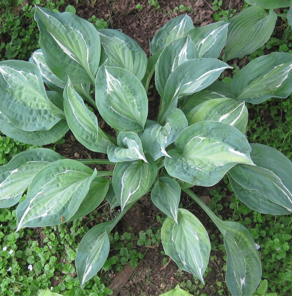 Хоста "Эротика"