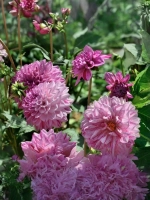 Георгин декоративный Принц Карнавал