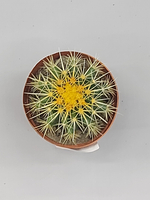 Эхинокактус Грузони 12/10