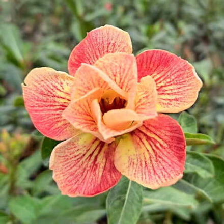 Адениум SRAGEN ASRI 0211