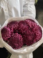 Моно из одноголовой хризантемы сливового оттенка 7шт
