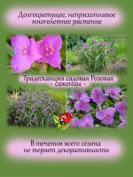 Традесканция садовая Розовая многолетняя цветущая