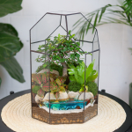 Готовый флорариум бонсай Японский вяз Бонсариум с озером