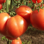 Торбей F1 семена томата детерминантного (Bejo / Бейо)
