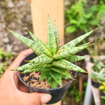 Сансевиерия RENJANA