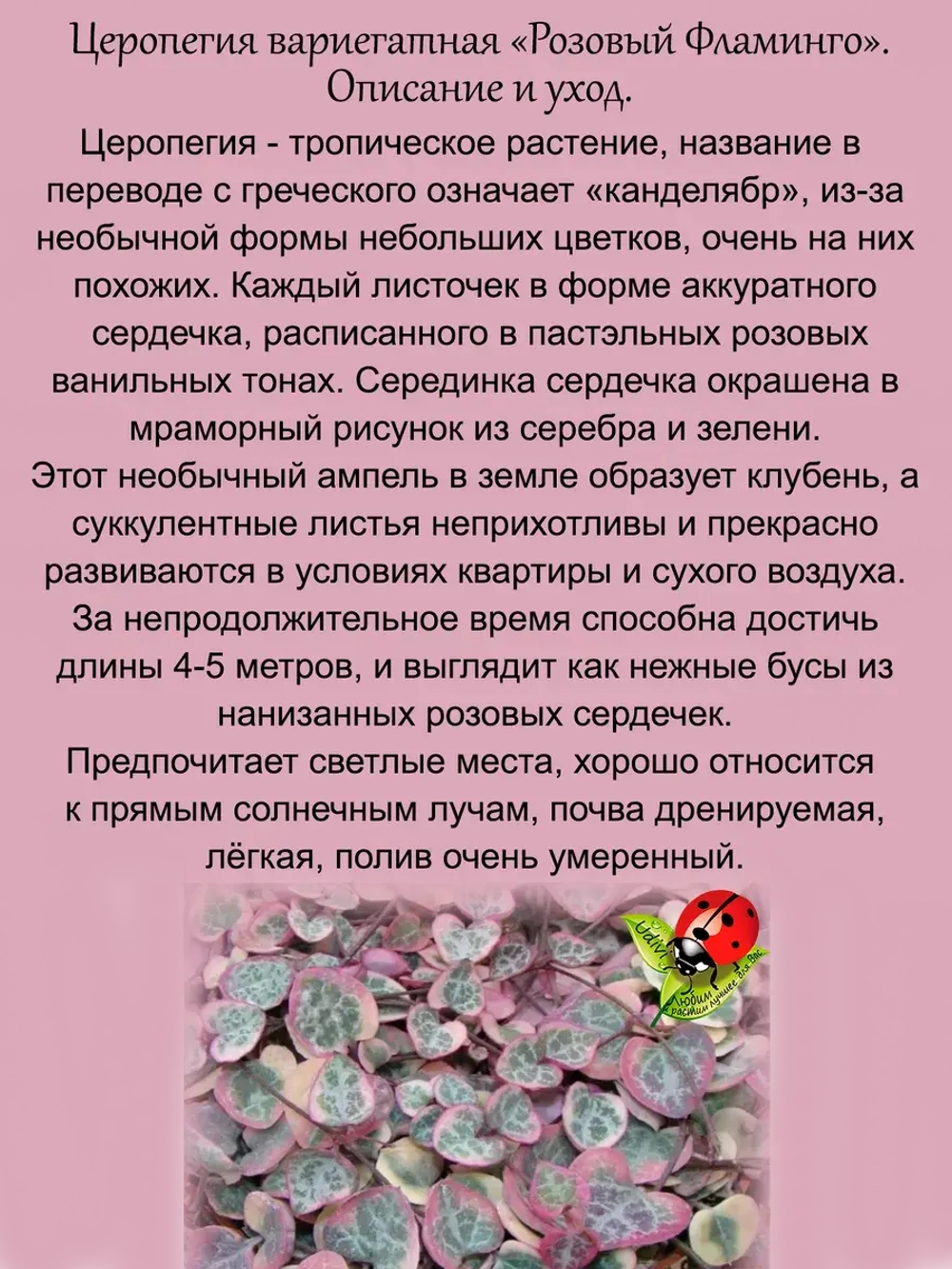 Церопегия Розовый Фламинго вариегатная