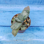 Gasteria Gracilis variegata (Гастерия)