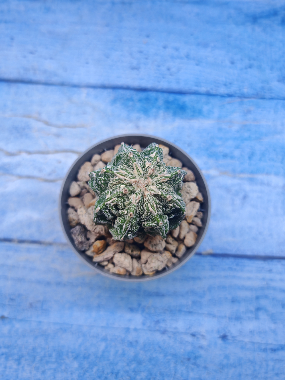 Astrophytum Myriostigma Fukuryu (Астрофитум)