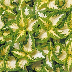 Колеус Визард Жаде (50шт) Витагрин Профи