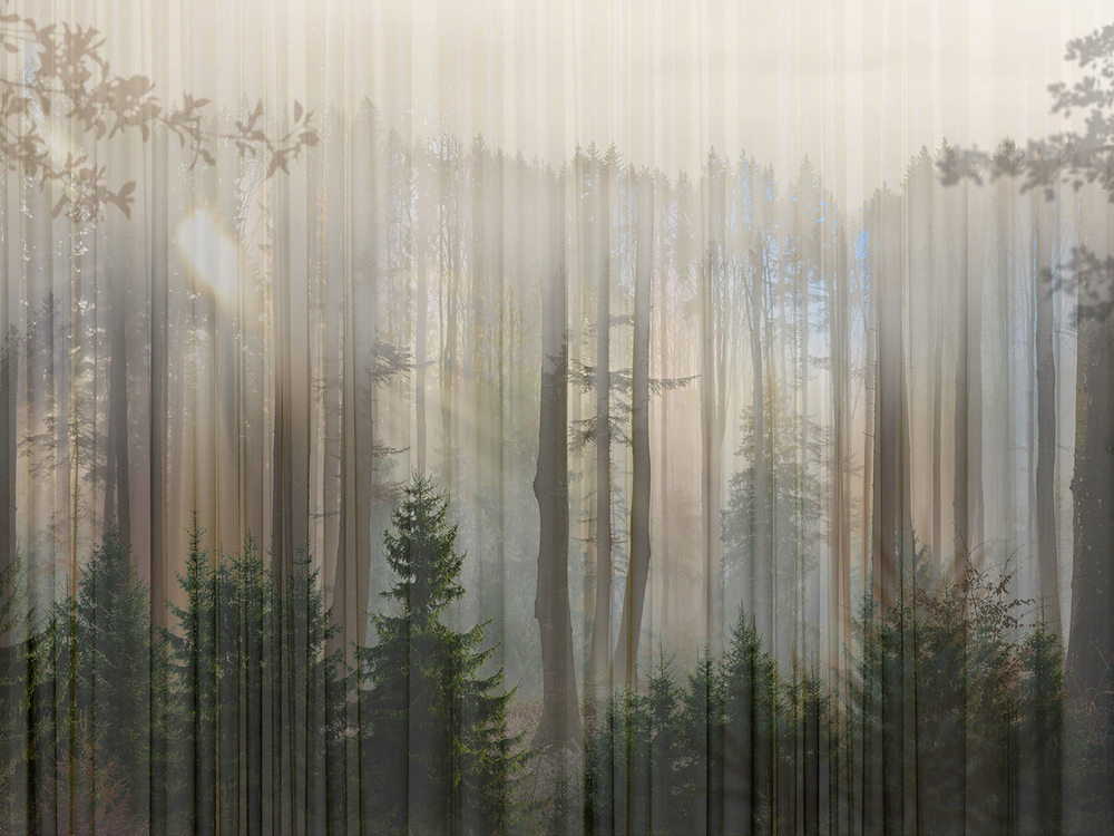 Коллекция FORESTA