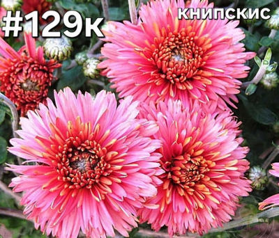 САЖЕНЦЫ ХРИЗАНТЕМЫ КОРЕЙСКАЯ № 129 КНИПСКИС