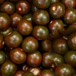 Сэнсэй F1 семена томата шоколадного коктейльного  (Гавриш)