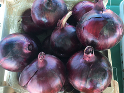 Таннат F1 семена лука репчатого (Enza Zaden / Энза Заден)