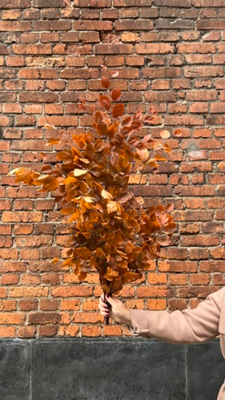 Бук стабилизированный оранжевый