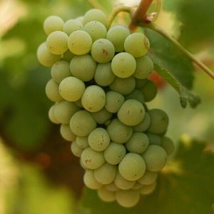 Шенен Блан (Chenin Blanc) - белый сорт винограда